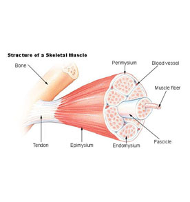 Structure of skeletal muscle